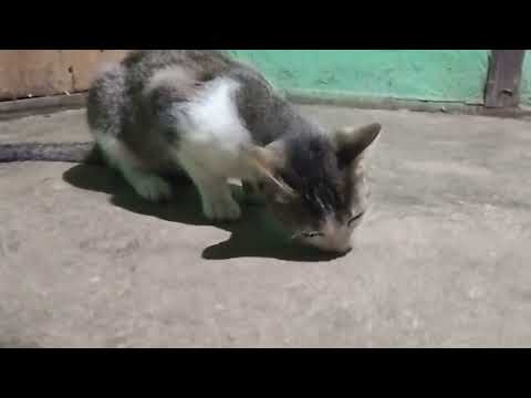 Cat gets cockroach on treat🪳