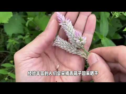 青葙：田野小植物，大自然的宝藏