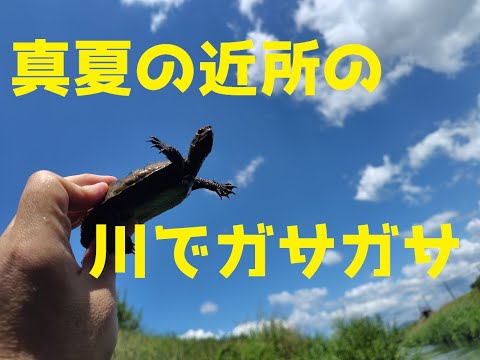 近所の川でガサガサしてみると・・・