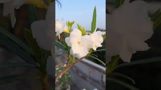 White Kariveru Plant/Indian White Oleander/Beautiful Nature & Flowers😍