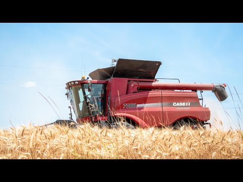 Case IH 7088 Axial Flow | Wheat Threshing 🌾 | F.lli Roman