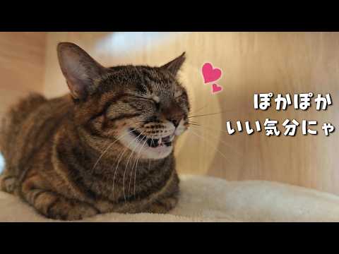 冬仕様に衣替えしたら喜んだ猫がこうなりました～短編