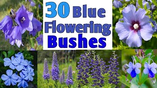 30 Best Blue Flowering Bushes for your Garden | Blue flower plants for garden | Plant and Planting