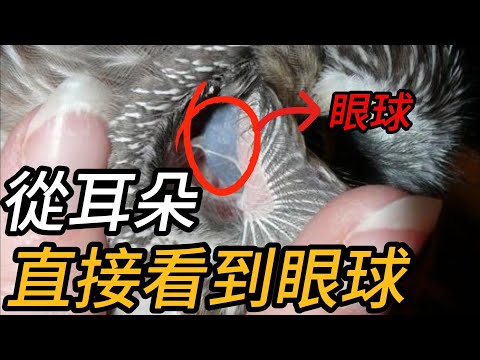 你敢相信嗎?這隻生物能從耳朵直接看到眼球!