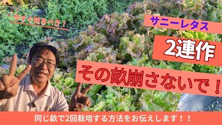 「サニーレタス」同じ畝で2回栽培する2連作・条件は◯◯と◯◯！この条件を満たしていれば2連作できます！（2024.11.12）