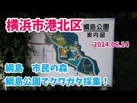 【昆虫採集】横浜市の公園でクワガタを探してみました！ 2024.06.14［コクワガタ、クワガタ、横浜、公園、港北区、綱島公園、市民の森、クワガタ採集］