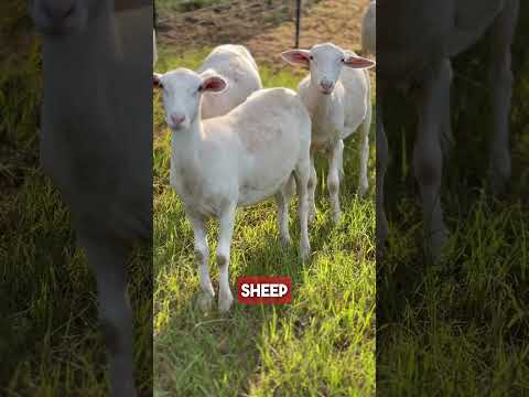 THE SHEEPSHAW SHEEP SHACK BUILD #raisingsheep #sheep #homestead