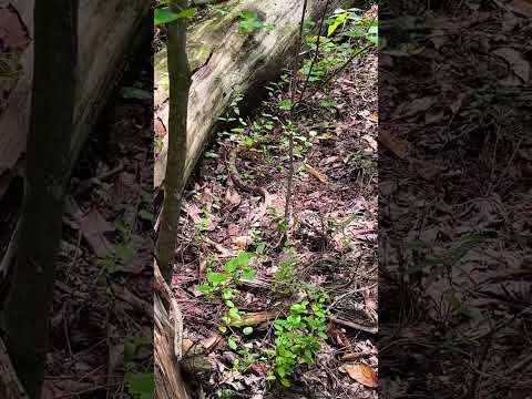 Unexpected Copperhead Snake Crosses Hiking Path, Pine Mountain, Georgia