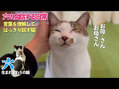 愛猫の六は言葉を理解している。今日も私を「お母さん」と、はっきり呼んでくれる、愛おし過ぎる愛猫 | [生まれ変わりの猫] 六