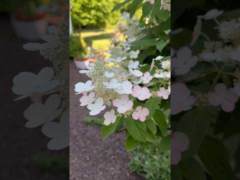 Stunning Panicled Hydrangea in Burgh Historical Park in Southfield, Michigan 💕