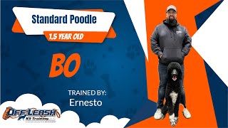 POODLE 🐶🦮Off leash Dog Training / Obedience Training 🦮🐶