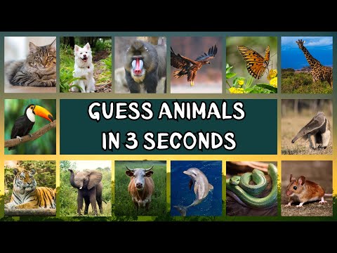 Animal Quiz Challenge | Guess Animal in 3 Seconds