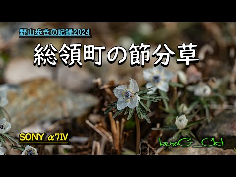 【総領町の節分草】野山歩きの記録2024