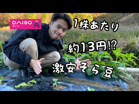 【ソラマメ栽培】そら豆の種まきと植え付け【家庭菜園】