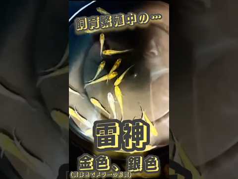 改良メダカ【雷神】黄体色でメラーの形質を持つメダカですが…角度によって金色に見える個体です！！また銀色に見える個体も誕生しました！！#メダカ#めだか #改良メダカ #メダカ飼育  #メダカ繁殖