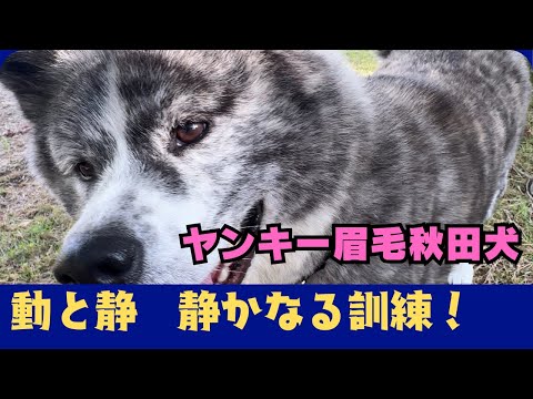 【秋田犬】静の訓練