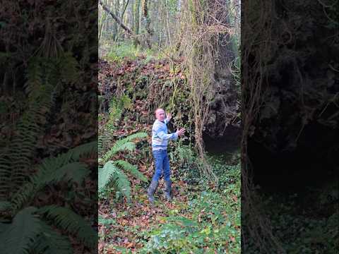 Precarious Oak #adventure #forest #nature #outdoors #trees #oaktree #woodland #balance #explore