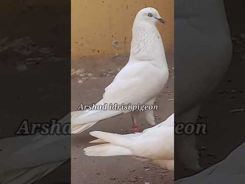 Top Indian चिट्टे कबुतर  ! #pigeonvideo #youtubeshorts #sambhalwalekabootar