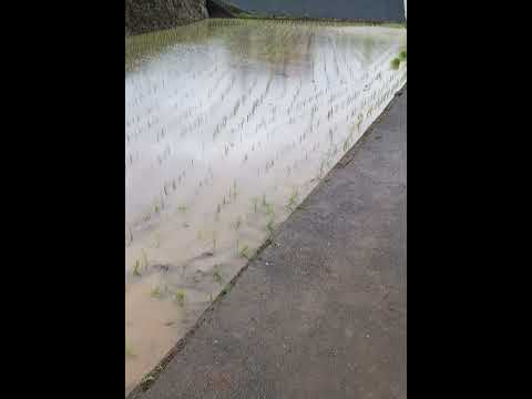 今年最初の【田植え】