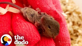 Couple Rescues A Tiny Mouse From The Grocery Store | The Dodo