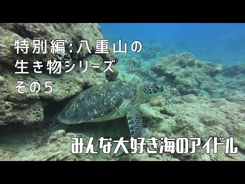 【特別編：八重山の生き物シリーズ その⑤】〜みんな大好き海のアイドル〜