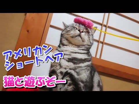 春だから猫と遊ぶぞー！ねこじゃらし（アメリカンショートヘア）