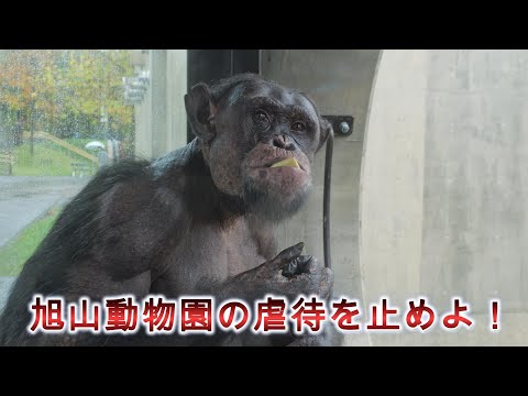 Pihske the hybrid chimpanzee　Asahiyama Zoo Chimpanzee 202410