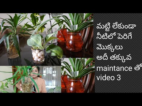 Growing indoor plants in water/water growing indoor plants in telugu/Telugudanam by Divyavarma