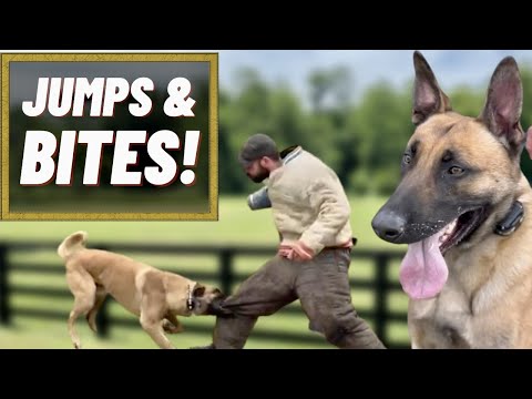 If You Like MALINOIS, You'll LOVE This!