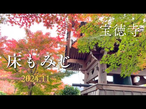 初めて行ったよ！宝徳寺の床もみじ🍁2024.11