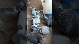 #pigeon #porumbei #youtubeshorts #pigeonlover #pigeonloft #shortvideo #shorts #femele #music #foryou