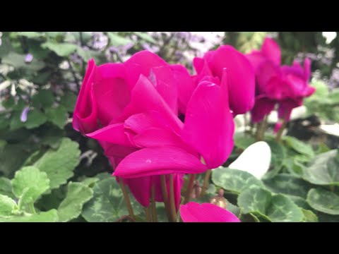 Beautiful flowers at Phipps Conservatory