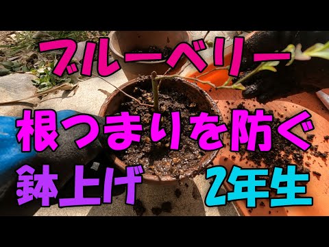 【ブルーベリー】根詰まりを防ぐ、鉢上げ　2年生