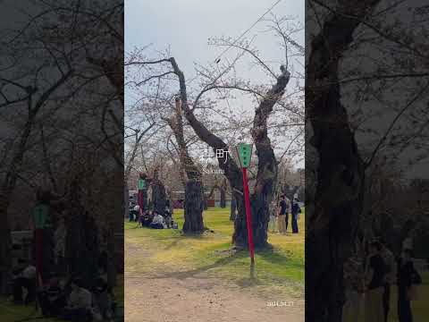 【森町】桜まつり｜青葉ヶ丘公園｜オニウシ公園｜ハコチャ