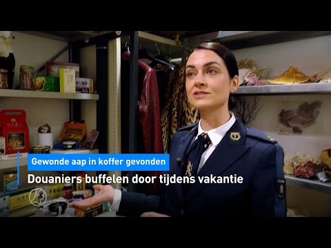 📦 Douaniers buffelen door tijdens vakantie: gewonde aap in koffer gevonden | Hart van Nederland