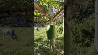 Harvesting #gourd #greenvegetable #shortviralvideo