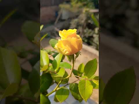 Rose Status 💖|| Love Status 💖|| Romantic Song Status 💖 || Flower Status💖#shorts #lovestatus #status