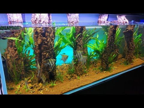 Adding MORE FISH To Planted Jurassic Park Angelfish Tank!