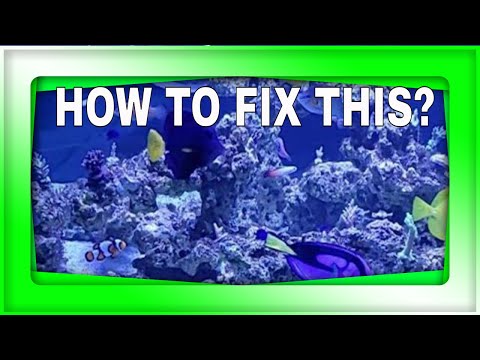 What Should I Do With My Marine aquarium