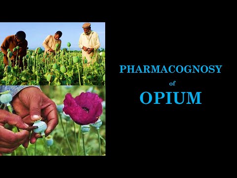 Pharmacognosy and Phytochemistry of Opium || Processing of Raw Opium || afeem, Morphine || Heroin