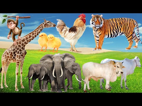 Elephant, Cow, Tiger, Giraffe, Chicken, Monkey...Discover animals