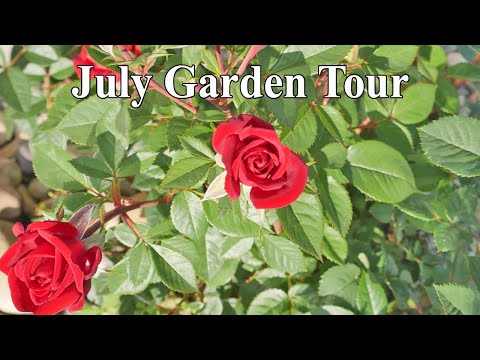 Garden Update June