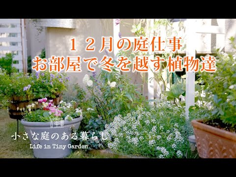 ガーデニング Vlog｜１２月の庭仕事 お部屋で冬を越す植物達｜ 〜小さな庭のある暮らし 150〜Gardening ｜ Life in a tiny garden