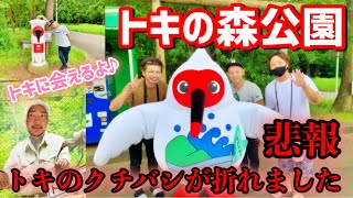 悲報。トキのクチバシが折れました【トキの森公園】ここがトキに会える楽しい場所の、はずがまさかの放送事故に　佐渡観光スポット　朱鷺ヒナ誕生　国際保護鳥　これが佐渡だ