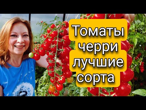 ЛУЧШИЕ СОРТА ТОМАТОВ ЧЕРРИ 🍅 | Светлана Самойлова