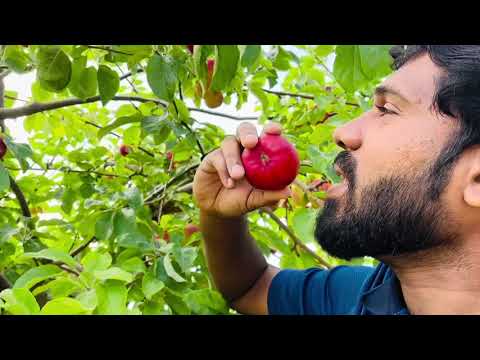 Our First time visit to Apple Farm 🍎 in Canada 🇨🇦