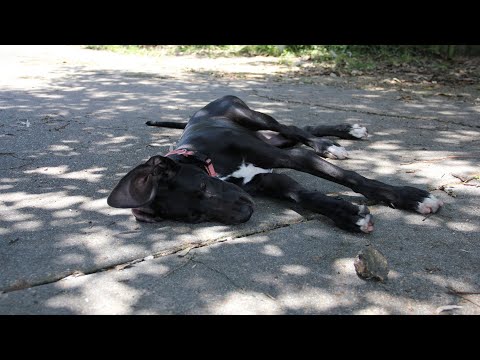 Great Dane vs  Bullmastiff A Personality Clash