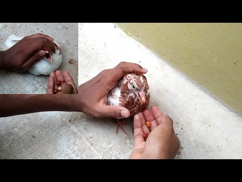 How to hand feed pigeon chicks easily | எப்படி புறா குஞ்சுகளுக்கு தீனி ஊட்டுவது | Pet Pigeon