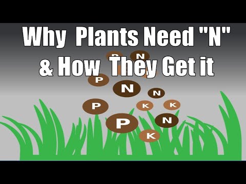 Why Plants Need Nitrogen & How They Get It