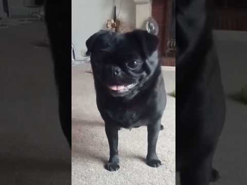 hilarious game night with pet pug #subscribe #pug #gamenight #funwithpets #cute